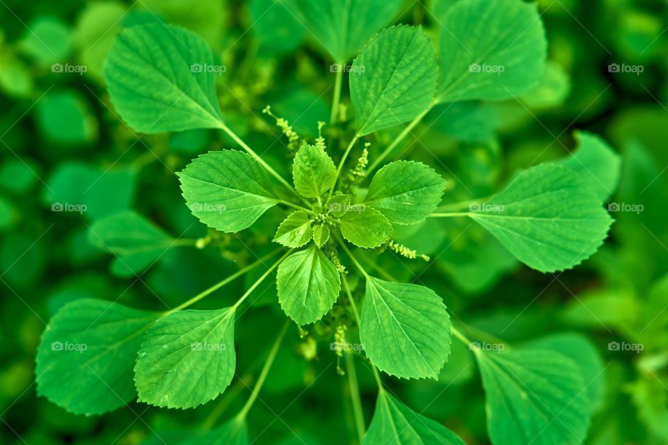 Nature - Acalypha - Indian Mercury - Herbs -  Leaf pattern