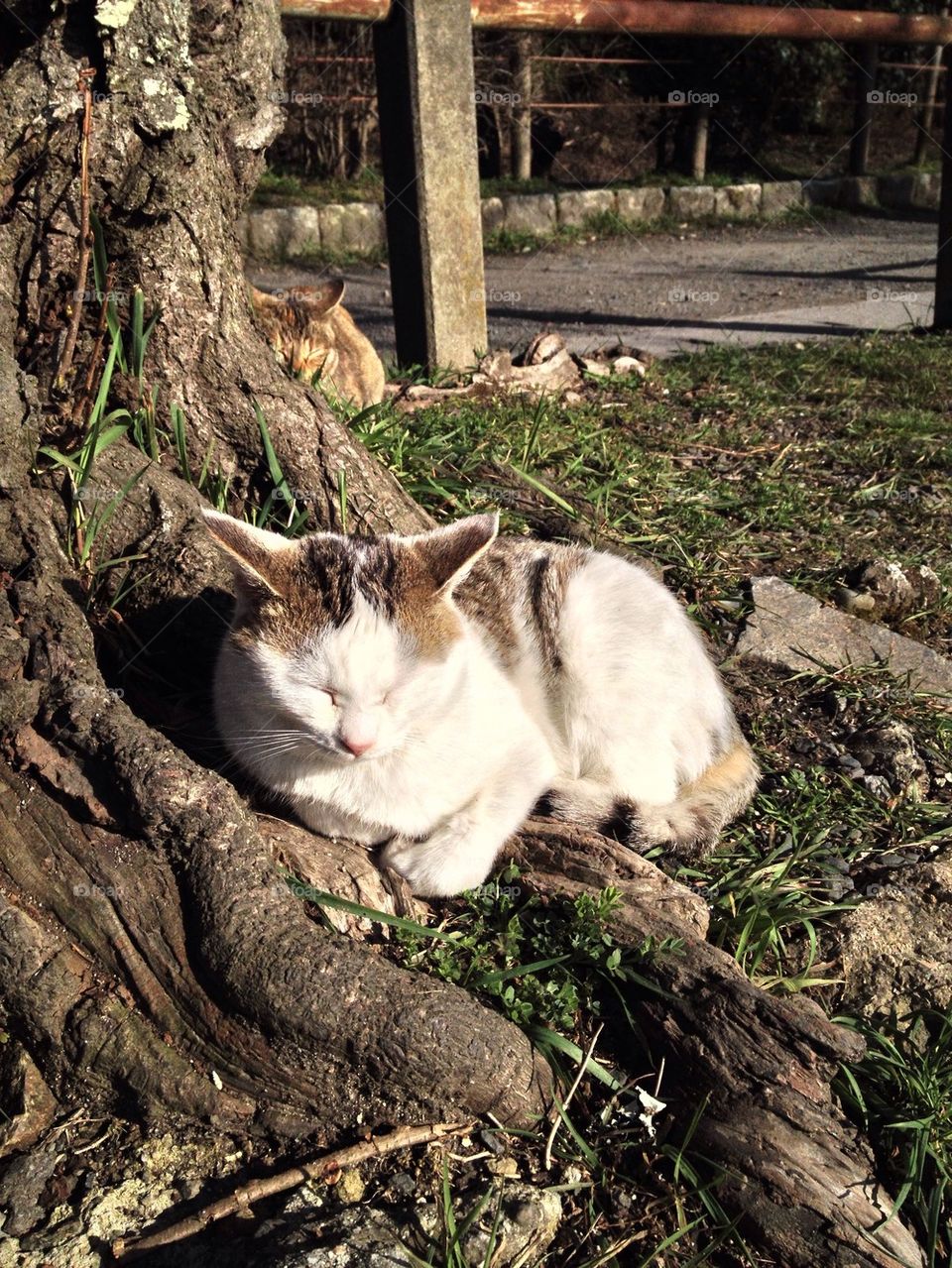 Japanese cat