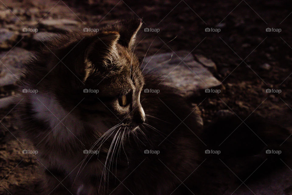 kitten looking something