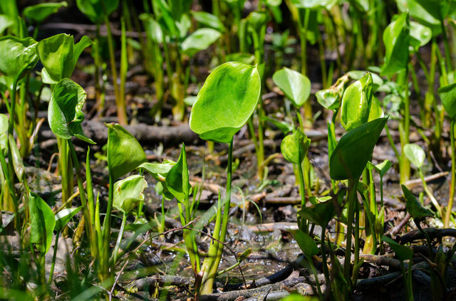 Young Water Plants in Spring