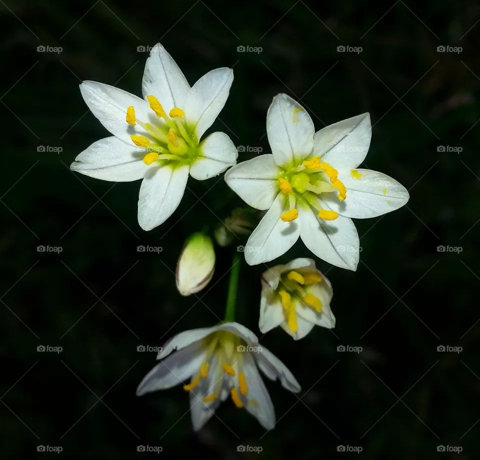 Wild flower