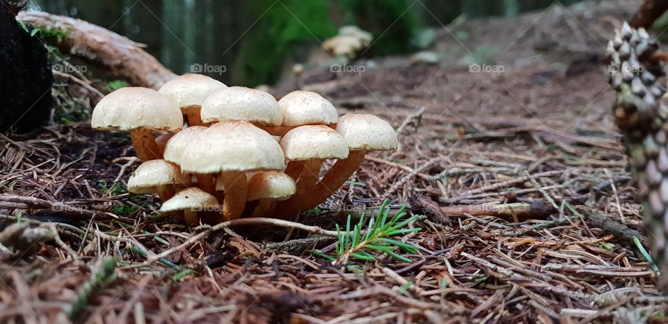 small mushrooms in a macro