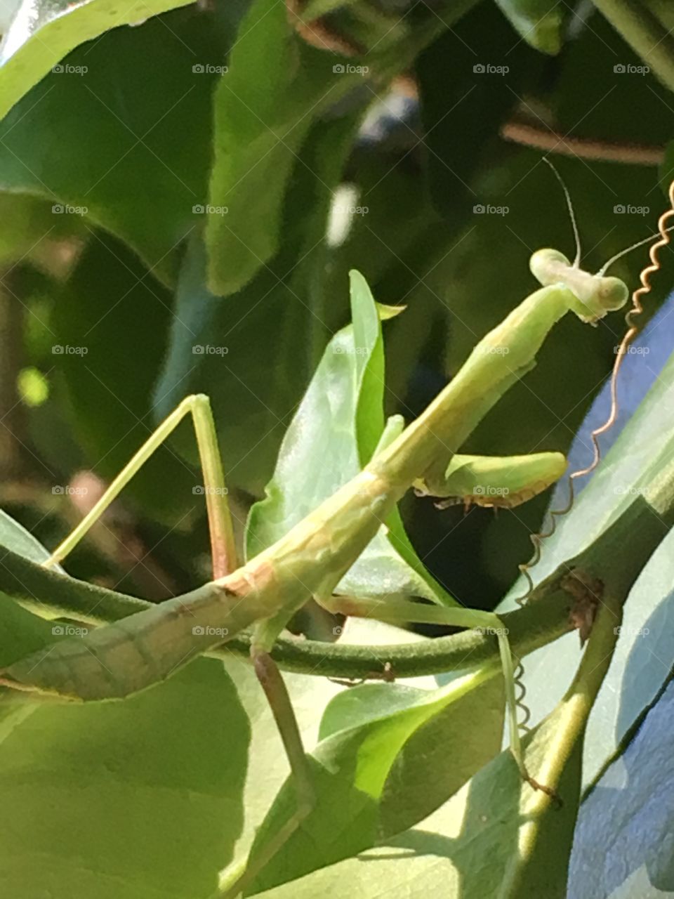 Major Mantis 