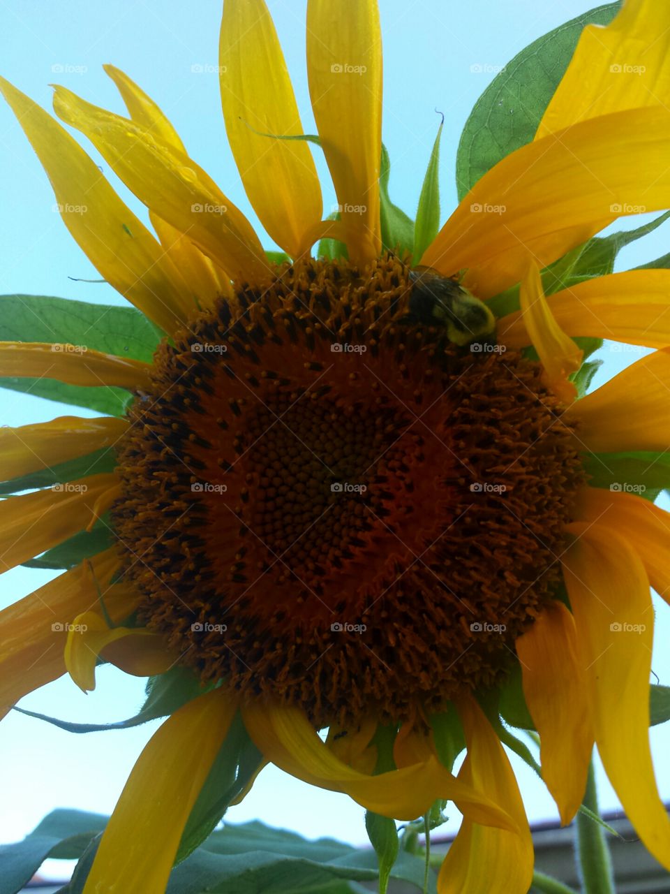 sunflower & bumblebee