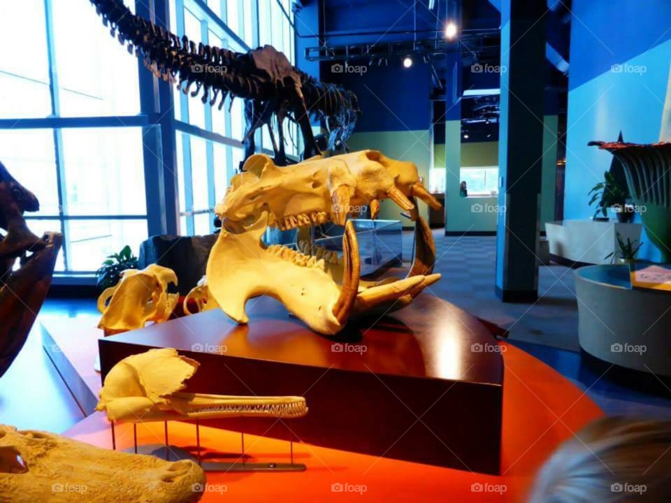 Dem Bones.  Dino bone display at the Vancouver Science Center, Vancouver, BC Canada