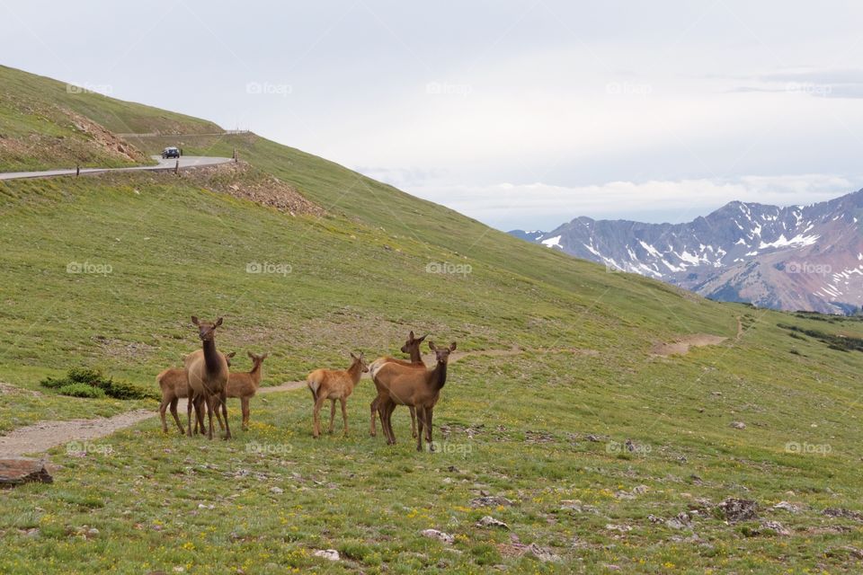 Elk in the Rockies