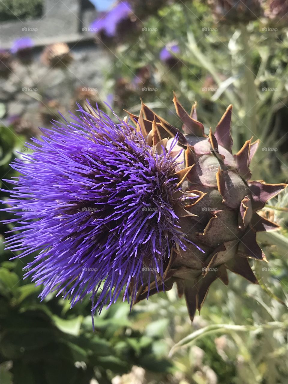 thistle in bloom