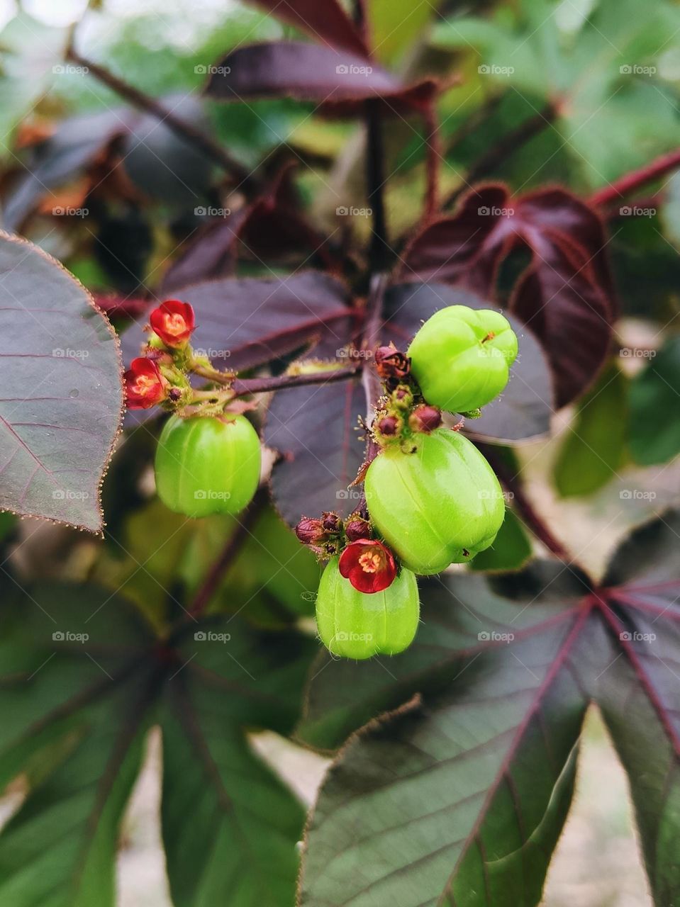 flowers and fruit tree "jarak merah" (red castor ".