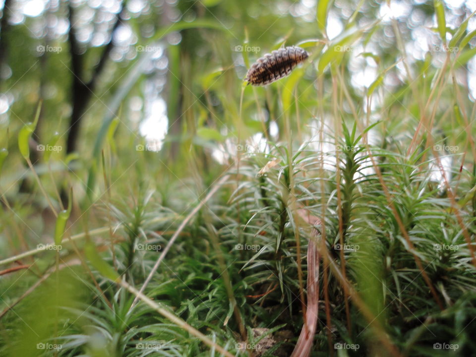 green nature landscape in the park spring time and insect