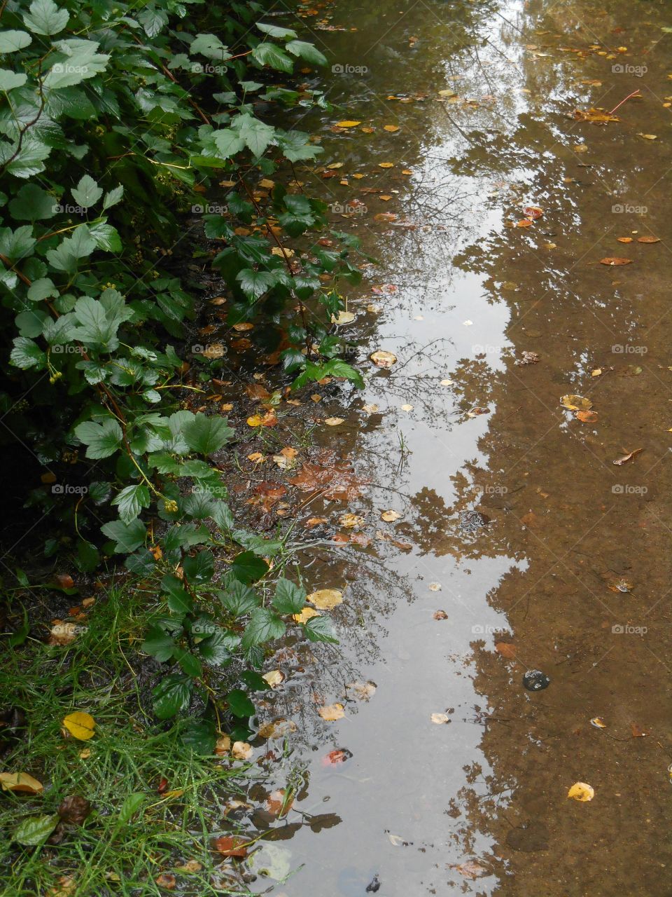 Fall, Leaf, No Person, Nature, Water