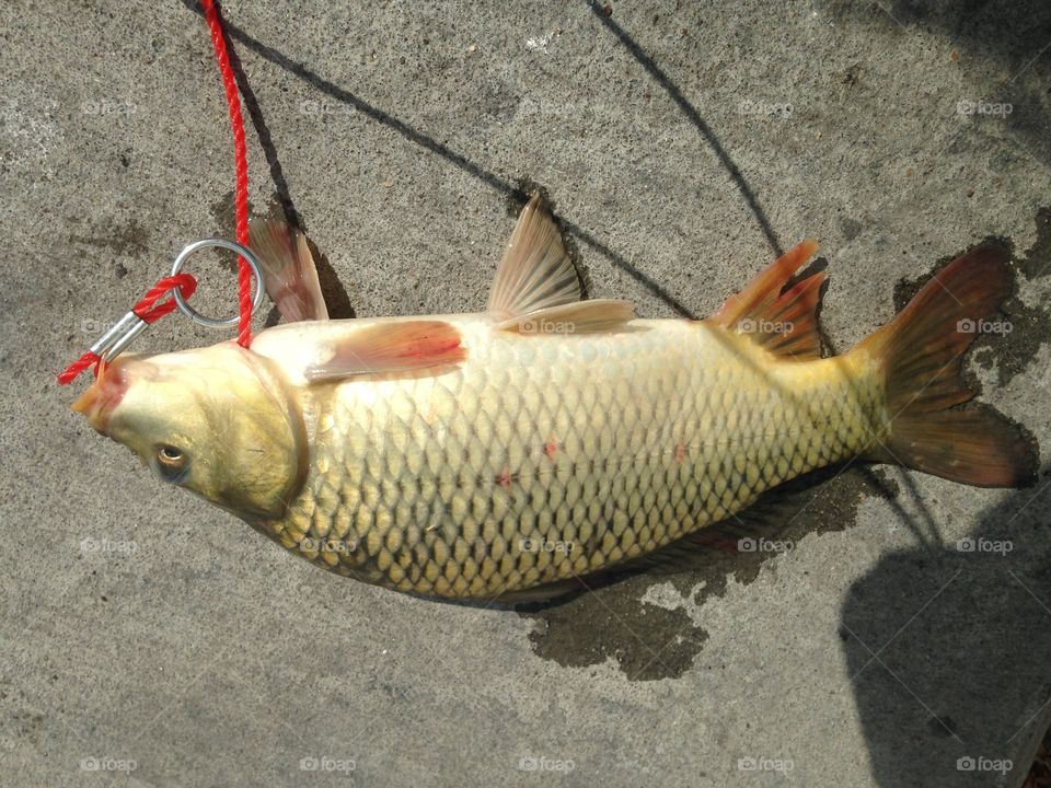 Carp