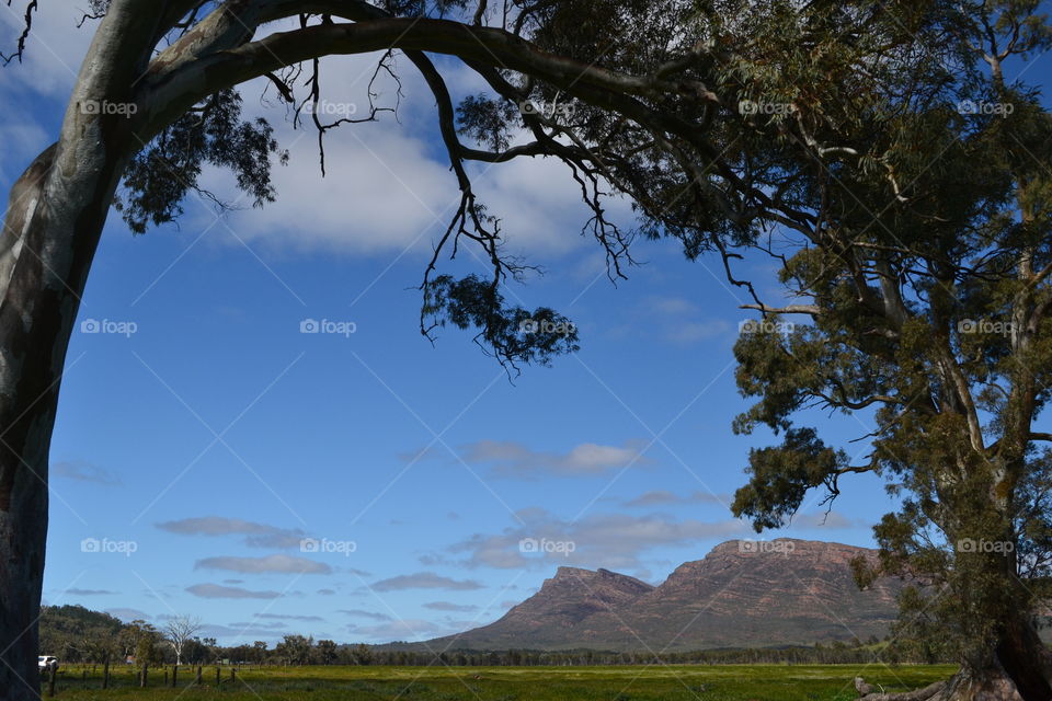 Eucalyptus tree silhouette at dusk against blue sky in the south Australian outback with view of flinders Ranges 