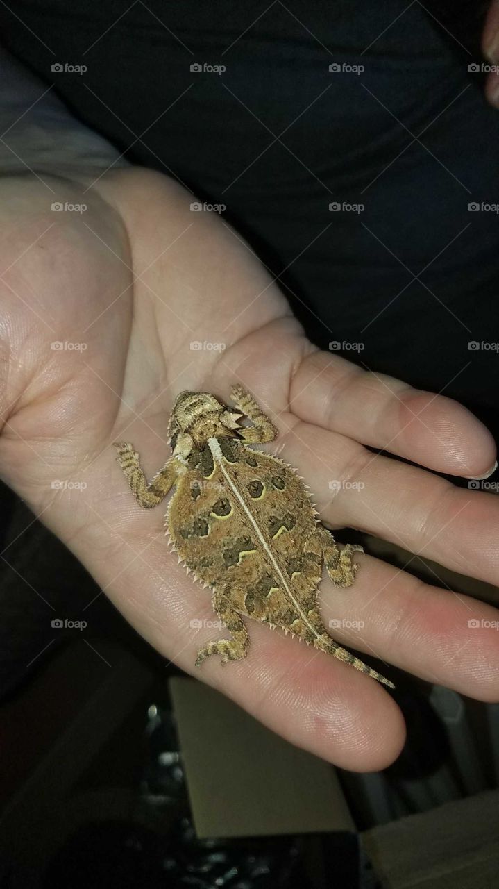 Baby Horned Lizard - Horny Toad SW Texas