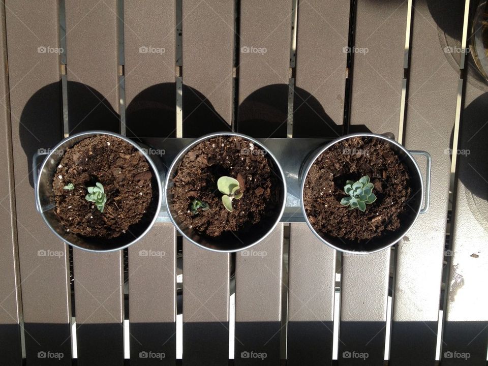 green plants river pot by downtownftl