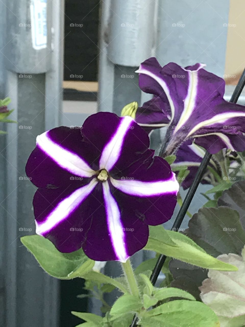 A beautiful flower I saw growing at the grocery store