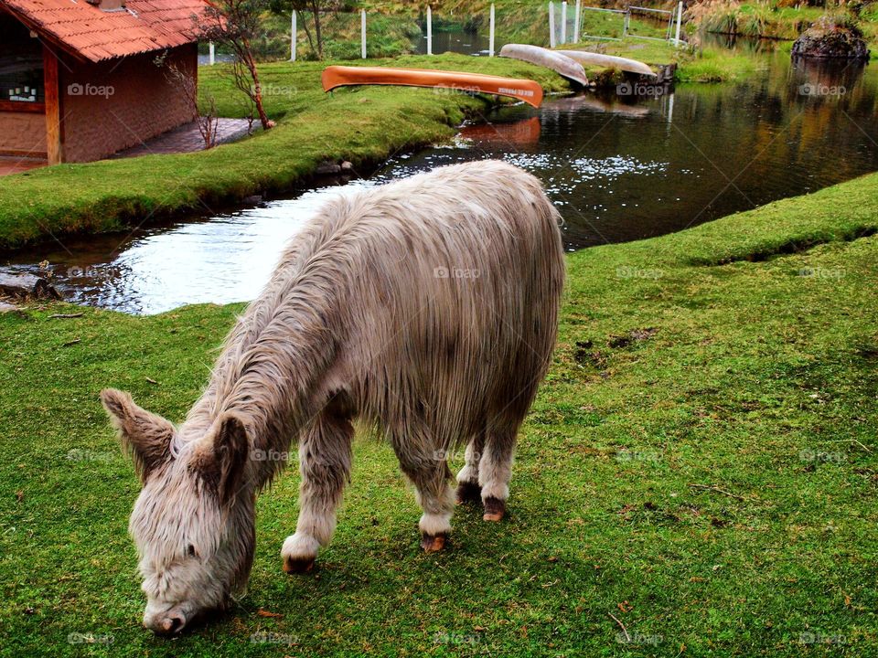 a donkey- Cajas - Cuenca-Ecuador