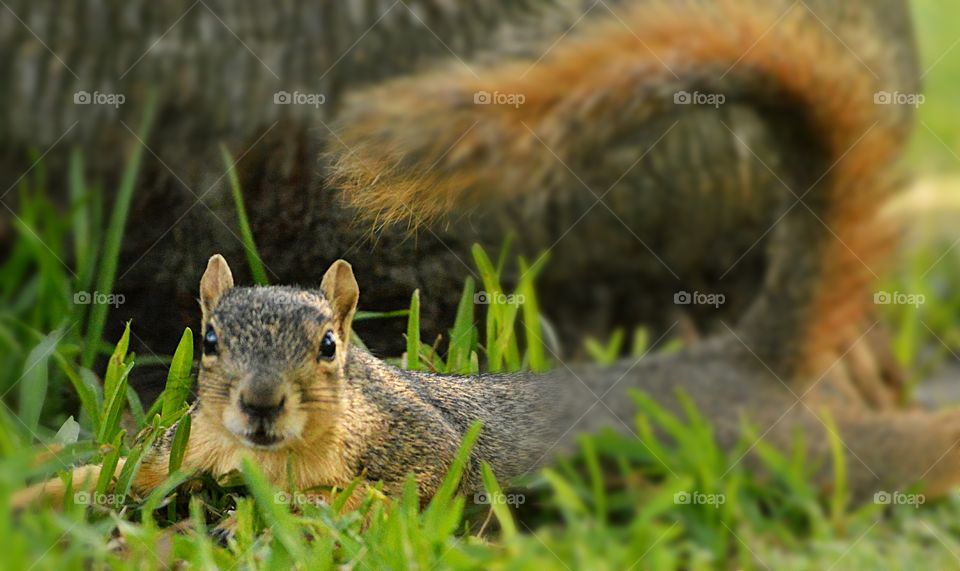 Gray Squirrel