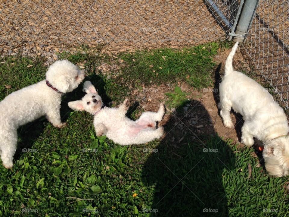 Three dogs Playing