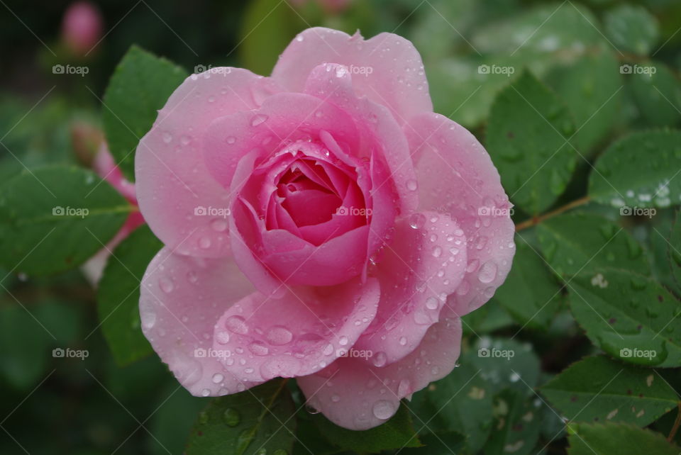 Raindrops on the rose and the rosebush