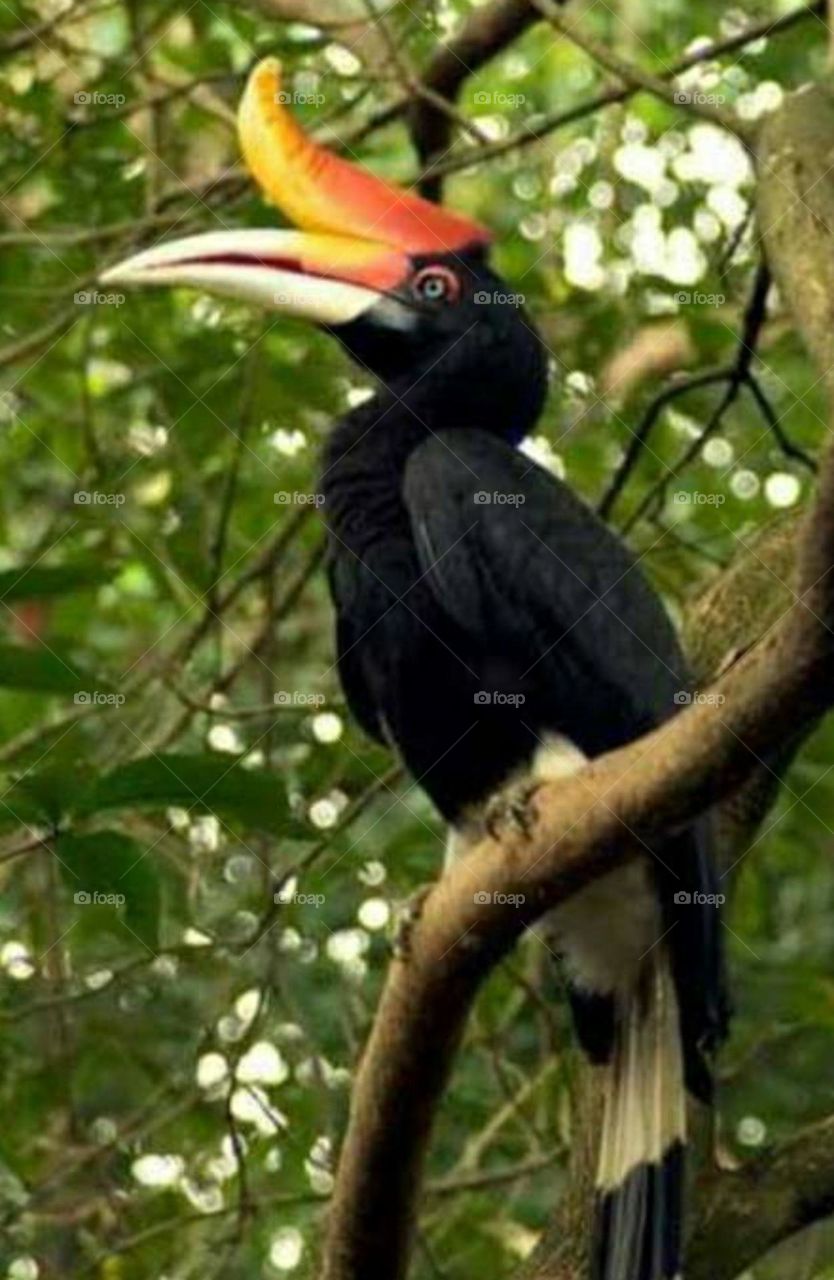 native hornbill borneo