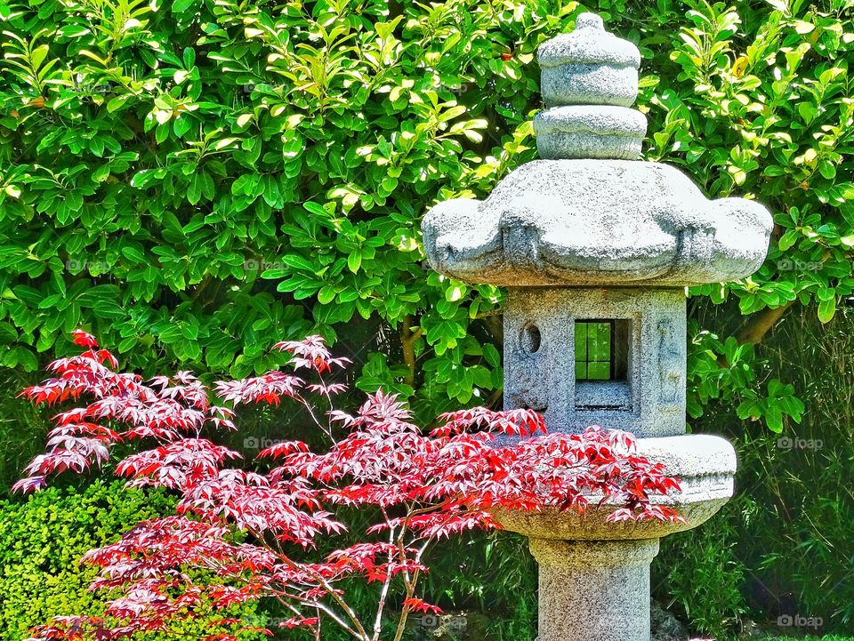 Japanese Shinto Shrine. Japanese Shrine With Maple Tree
