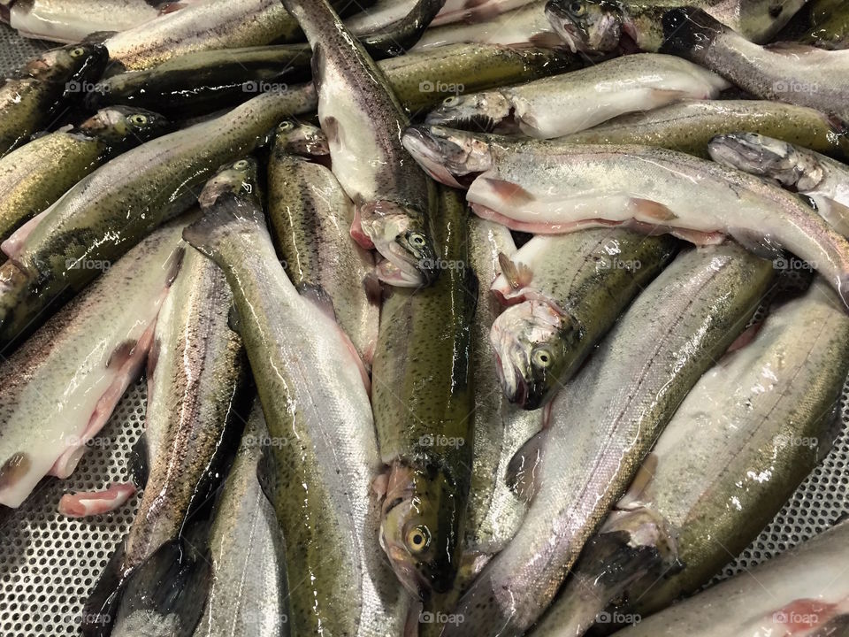 Trout
