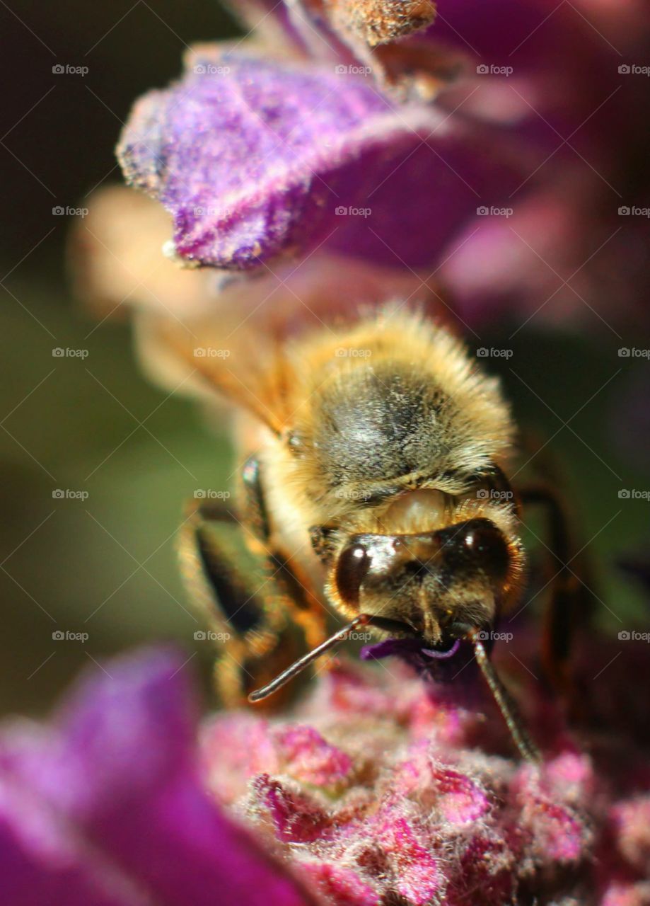 Bee, Nature, Insect, Flower, Honey
