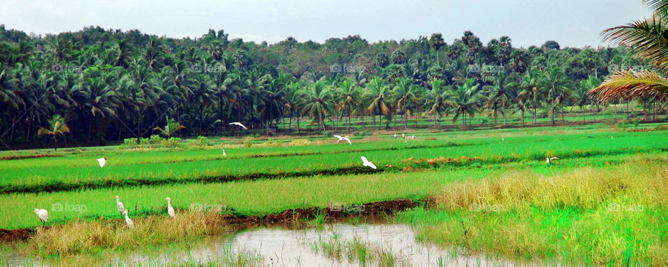 paddyfield