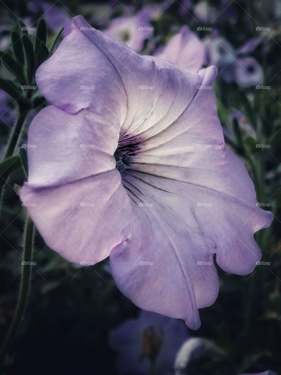 flower nature