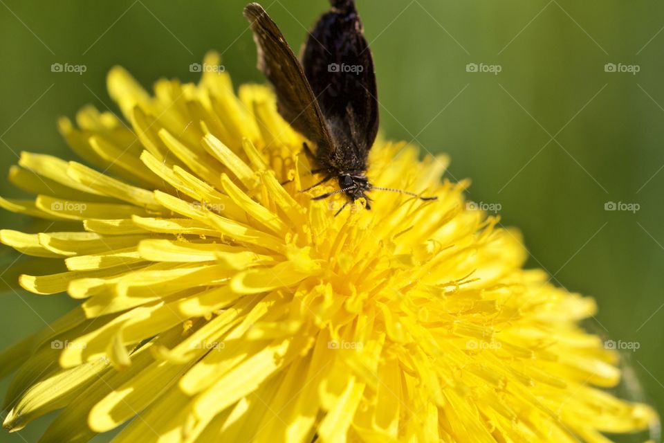 Close-up of butterfly on dandelion