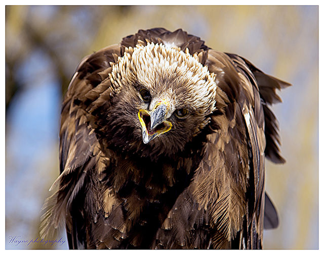 eagle watching