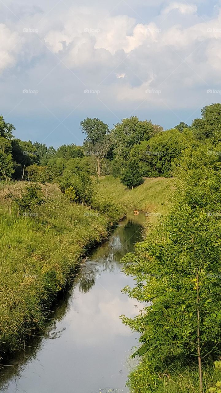Little Deer in the Ditch