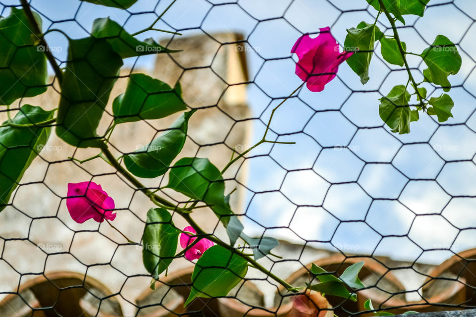 Bougainvillea growing on steel mesh
