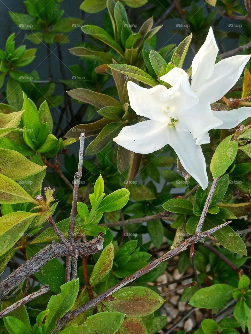 White azalea on a bush