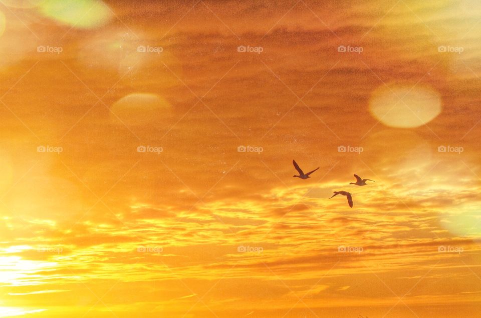 Three Geese at Sunrise. Three geese fly together during an orange sky sunset
