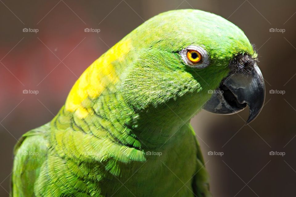 Close-up of green parrot
