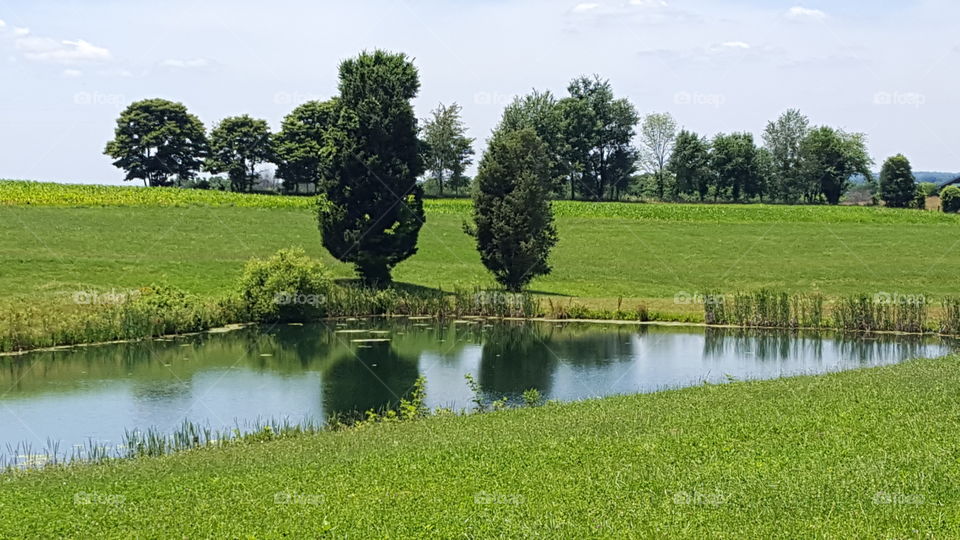 Grass, No Person, Nature, Summer, Landscape