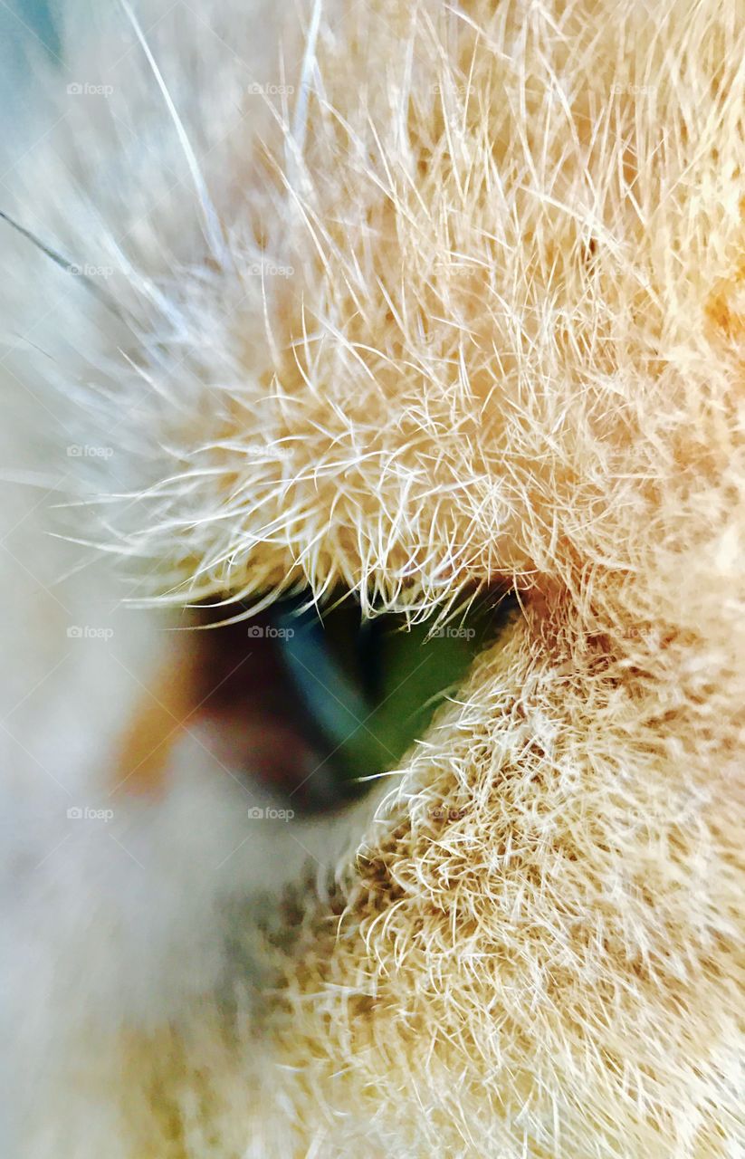 Close-up of a kitten fur