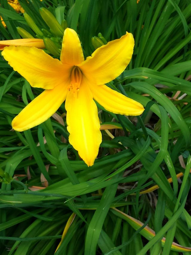 Yellow Lilies