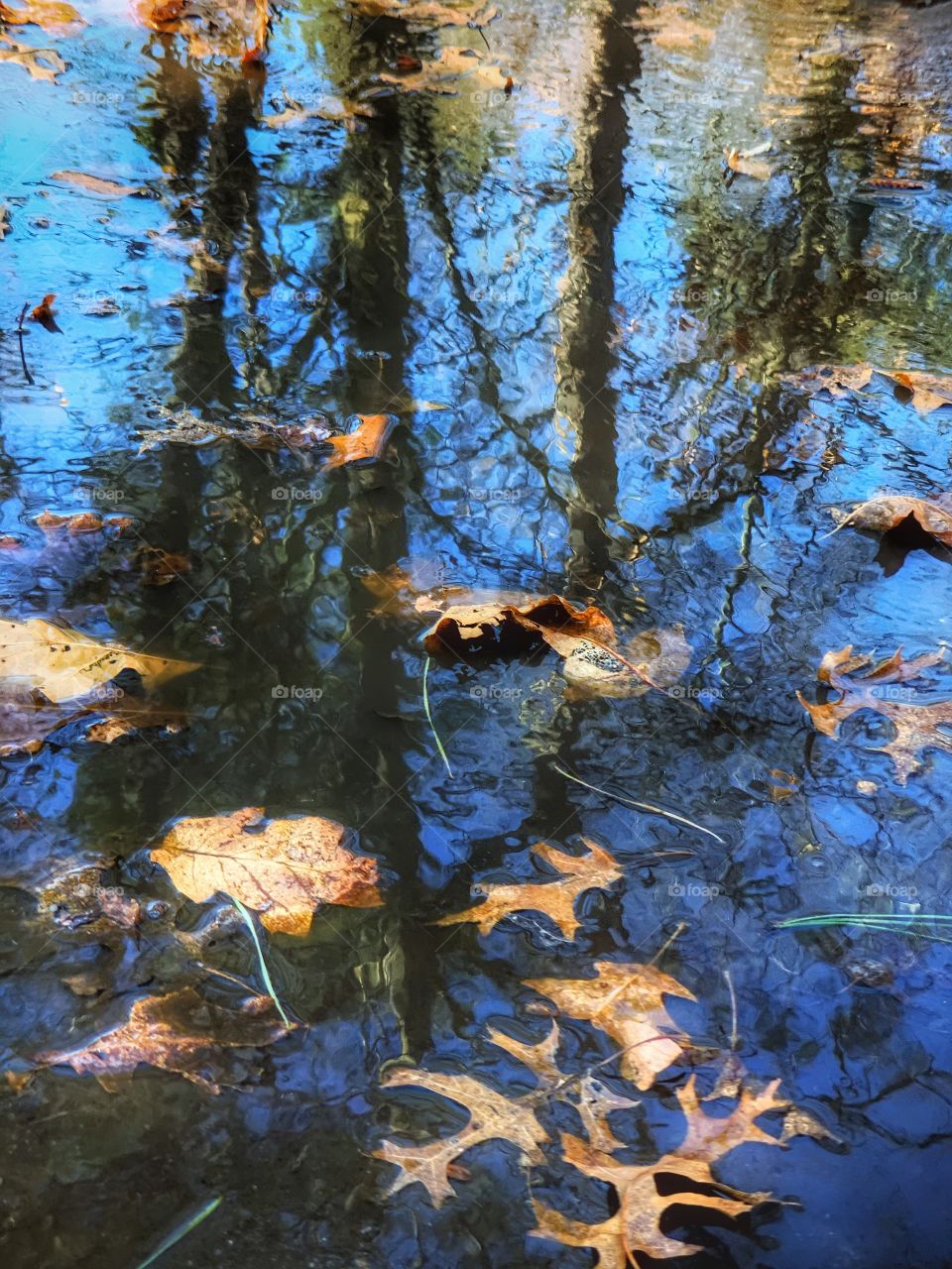 leaves in water reflecting trees and blue sky