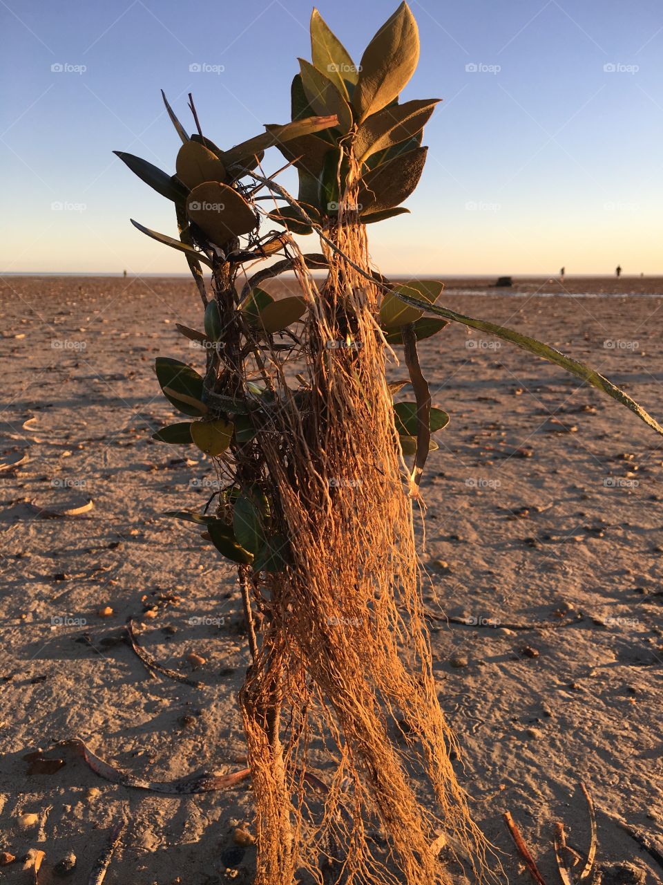 Low tide, stump of mangrove, seaweed dangling in wind at sunset