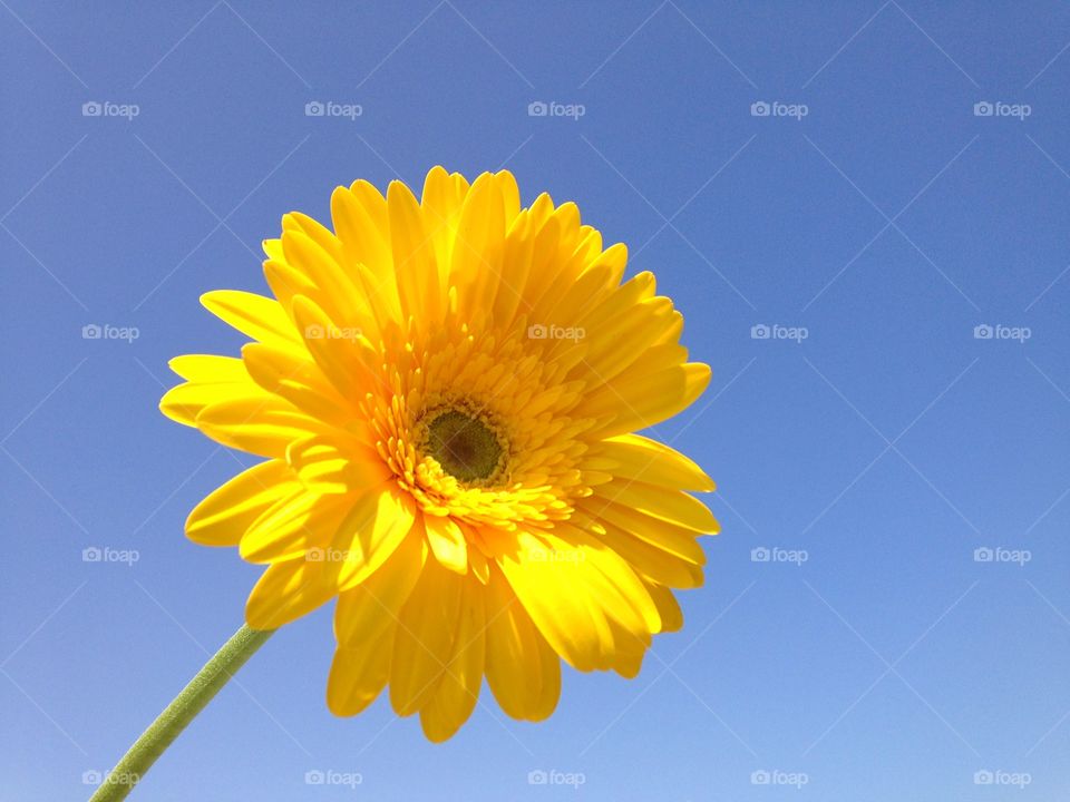 Yellow sunflower . Single yellow sunflower 