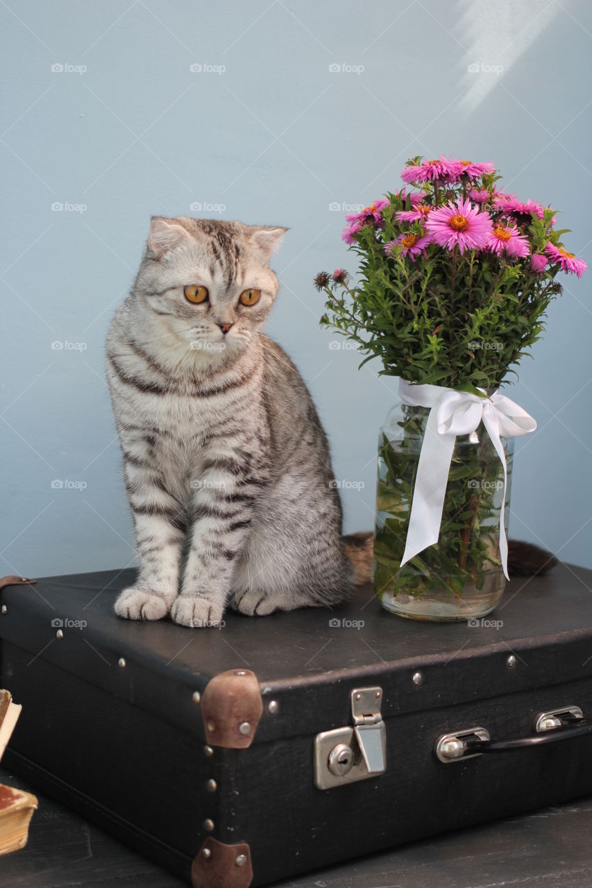 Cat and flower