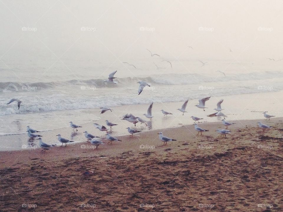 birds autumn sea misty by safonkina