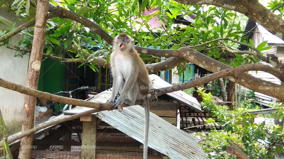 monkey facial expression