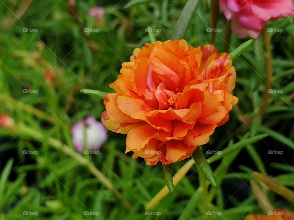 the Portulaca Grandiflora