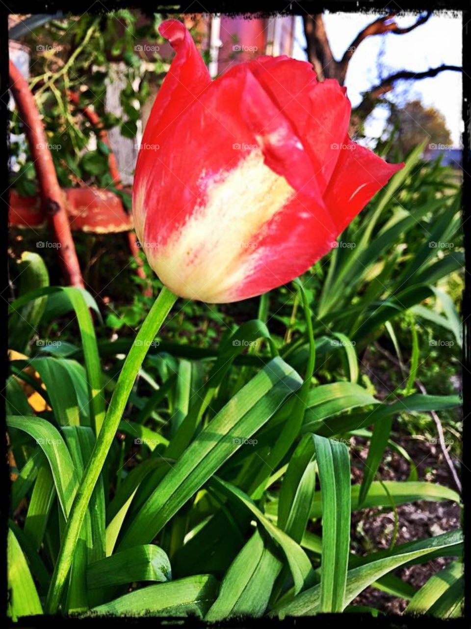 Love tulip 🌷 