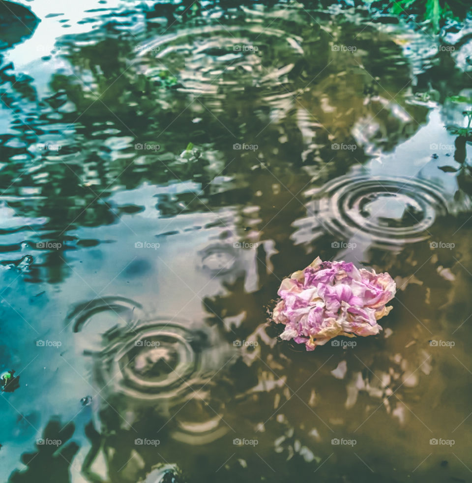 A puddle containing a wilting pink flower, is showered with concentric circles as rain falls gently into it.