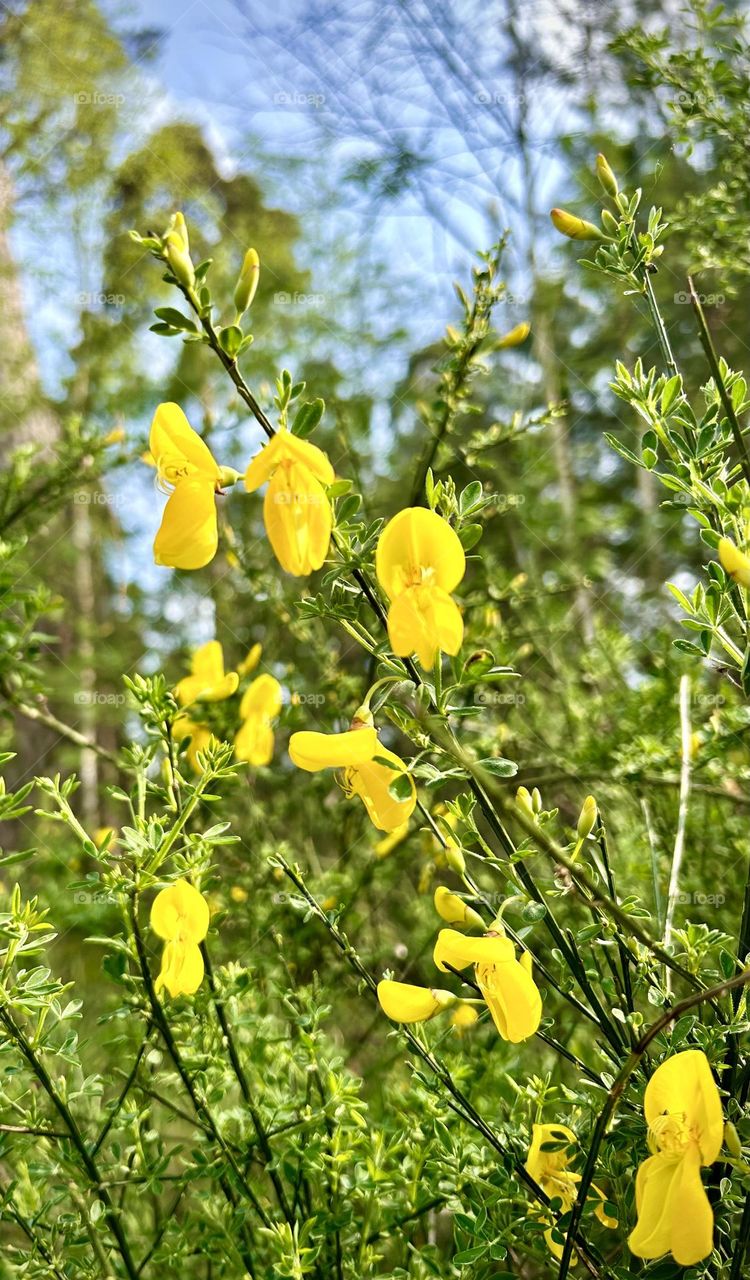 Flowers , Walk forest May 2023 . 