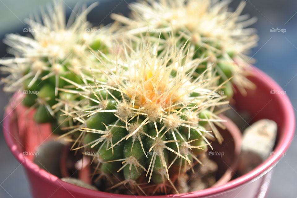 A close up of a cactus in a pot in Bulgaria